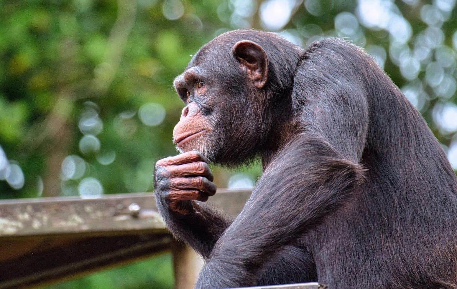 A chimpanzee resting its chin on its hand, weighing a choice before deciding.