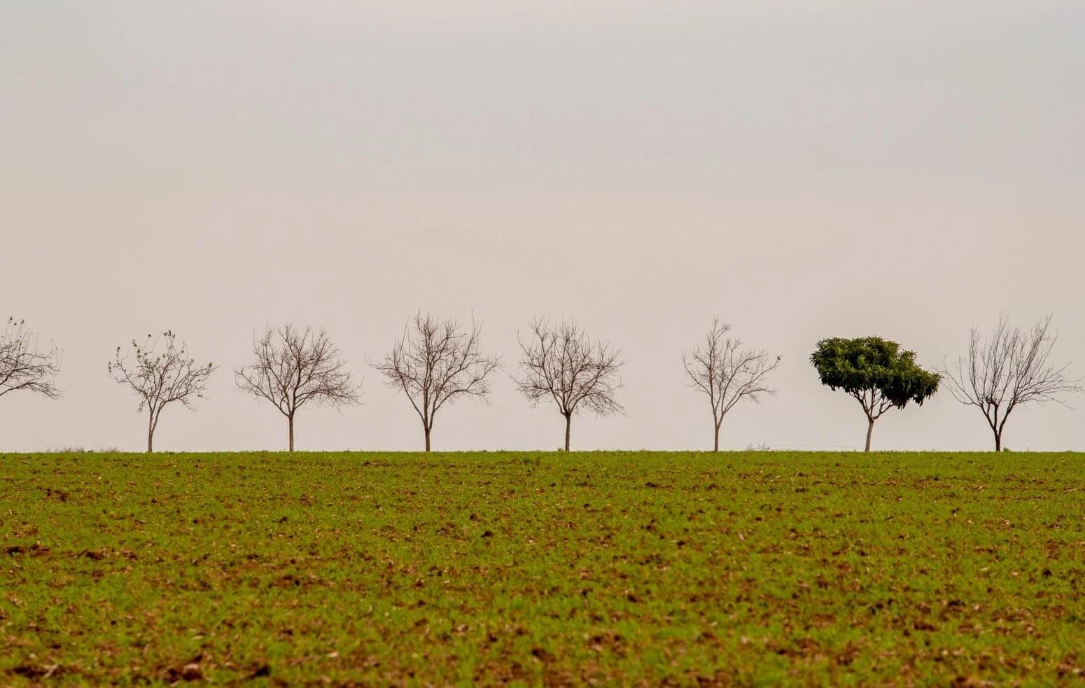 One green tree among bare ones: the firm the assistant names when its competitors are not retrieved
